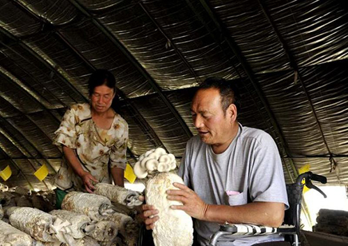 圖為劉紅全在自家的蘑菇大棚里 圖為劉紅全在自家的蘑菇大棚里